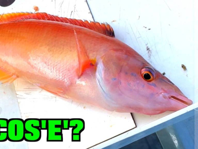 Cosa ABBIAMO PESCATO??